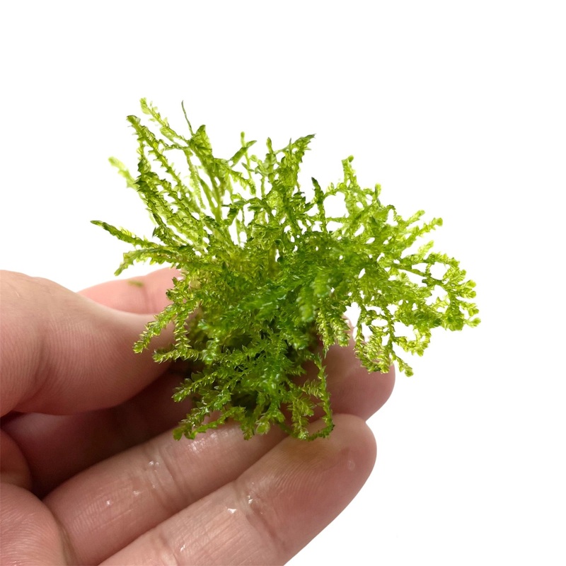 Taiwan Moss Loose Portion