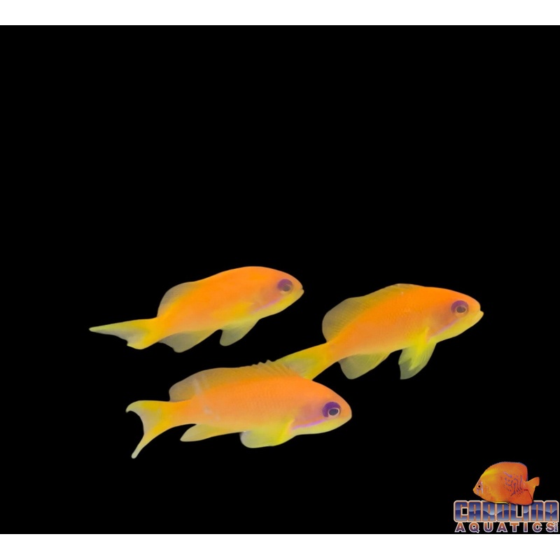 Anthias – Squamipinnis Female