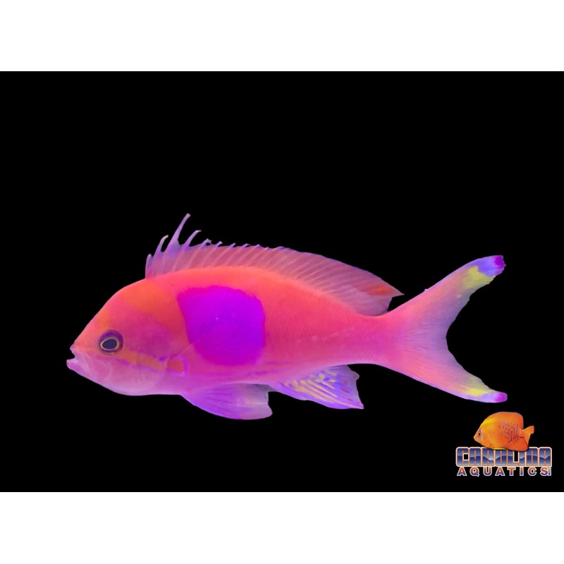 Anthias – Square Male