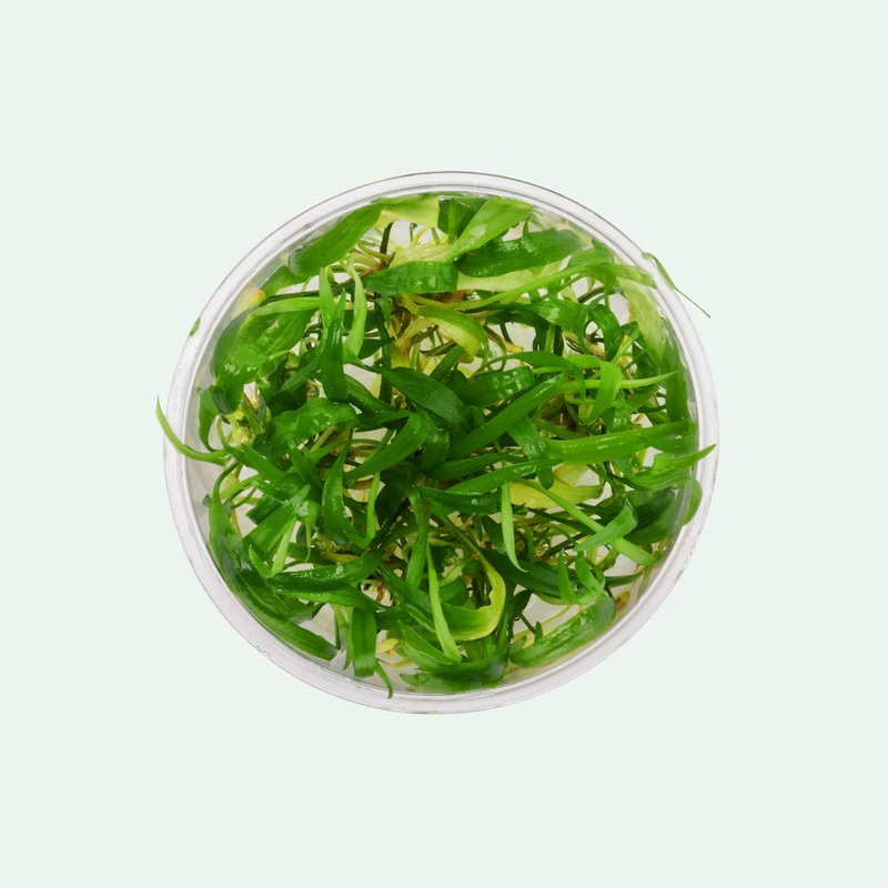 Cryptocoryne Wendtii Green Tissue Culture