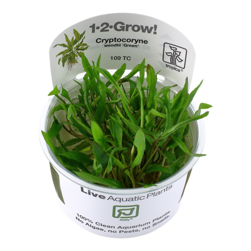 Cryptocoryne Wendtii ‘Green’ – Tropica 1-2-Grow