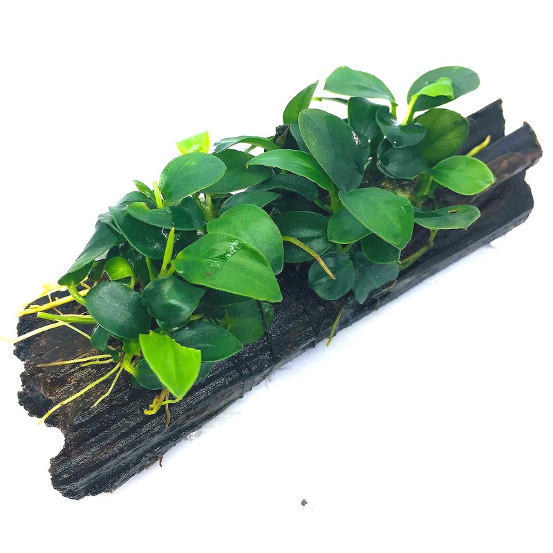 Anubias barteri var. nana ‘Petite’ (On Wood)