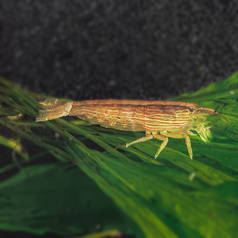 Bamboo Fan Shrimp Imported 1 Shrimp