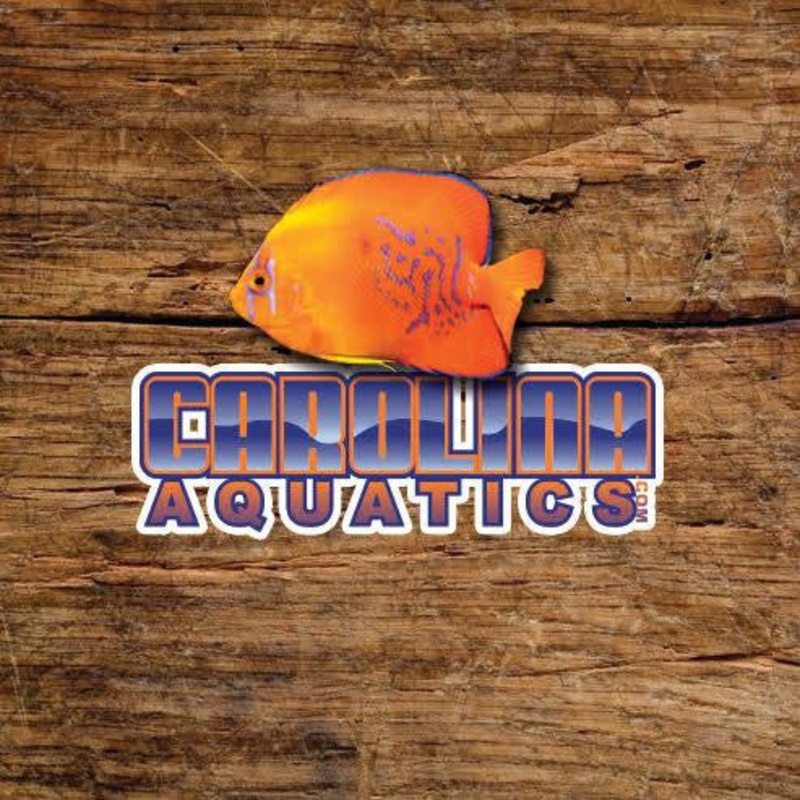 Misc – Bichir Lapradei Wild XL 10-12in