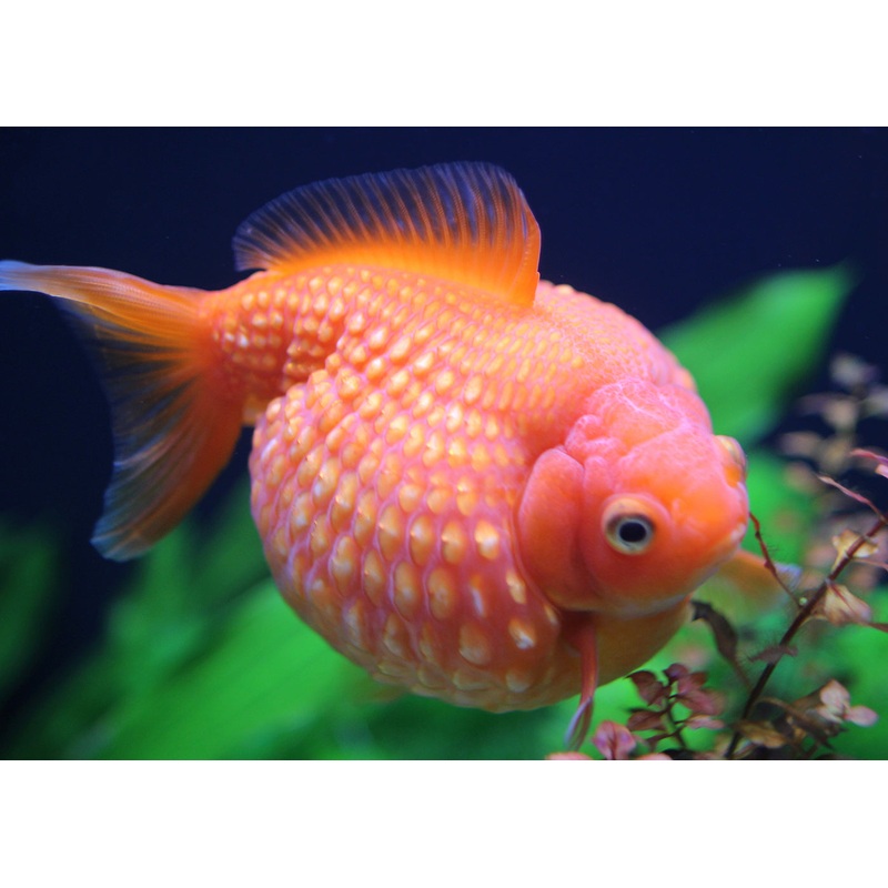 Pearlscale – Crown Red and White 5-6cm