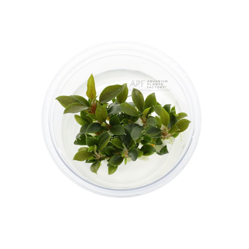 Bucephalandra Kedagang Mini Galaxy [Small Vitro Culture Cup]