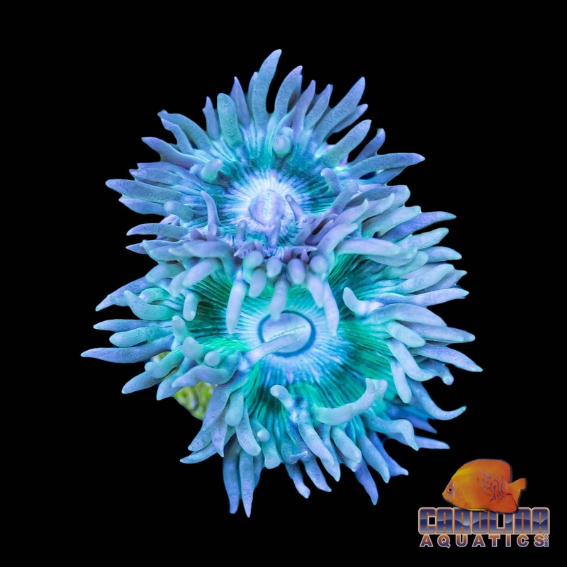 Frag – Duncan Single Head