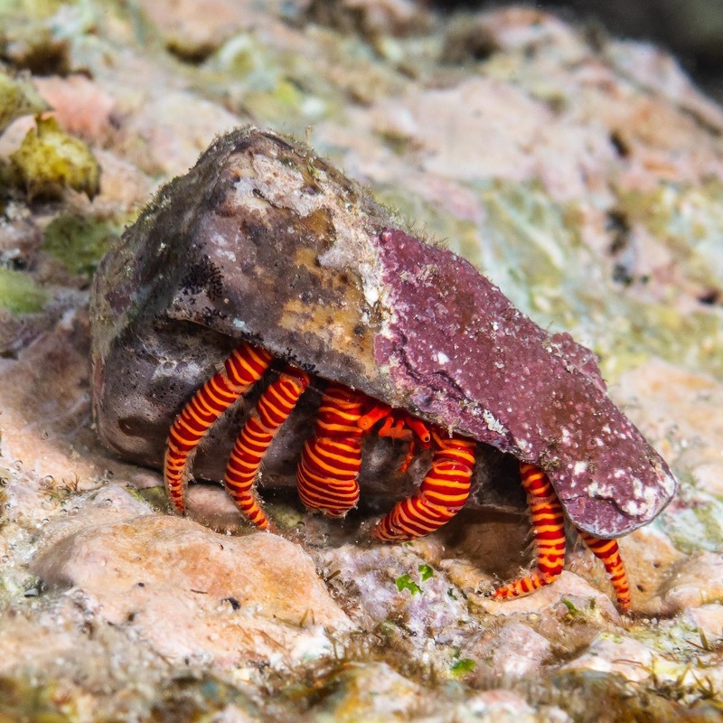 Halloween Hermit Crab