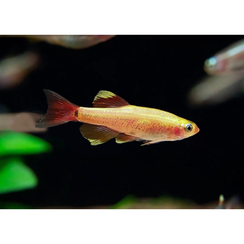 White Cloud – Gold Special (6 for $16) 2.5-3cm