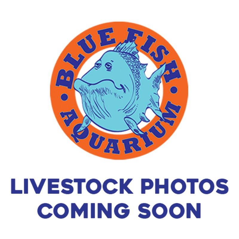 Assorted Victorian Cichlid – Regular