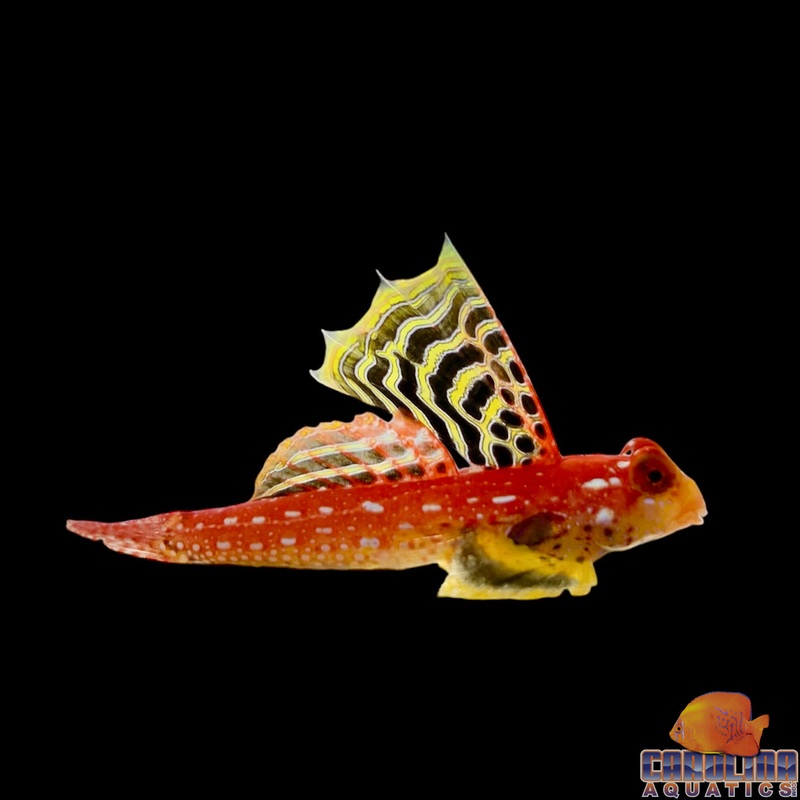 Blenny – Scooter Ruby Red