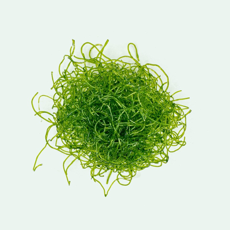 Chaetomorpha Macroalgae