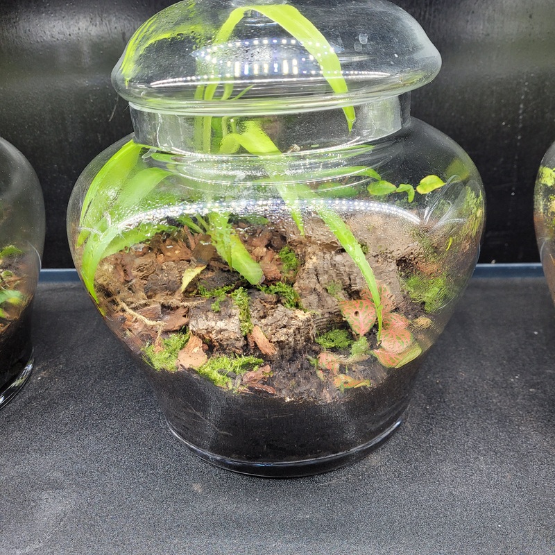 Handcrafted Terrarium – “Mossy Grove”