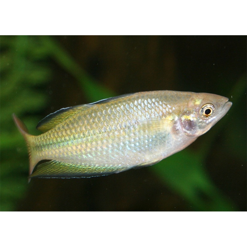 Murray River Rainbowfish 2-4cm