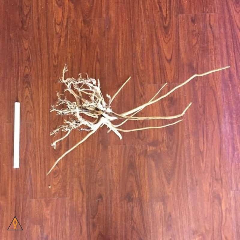 Tiger Wood Showpiece #22224 – ALA