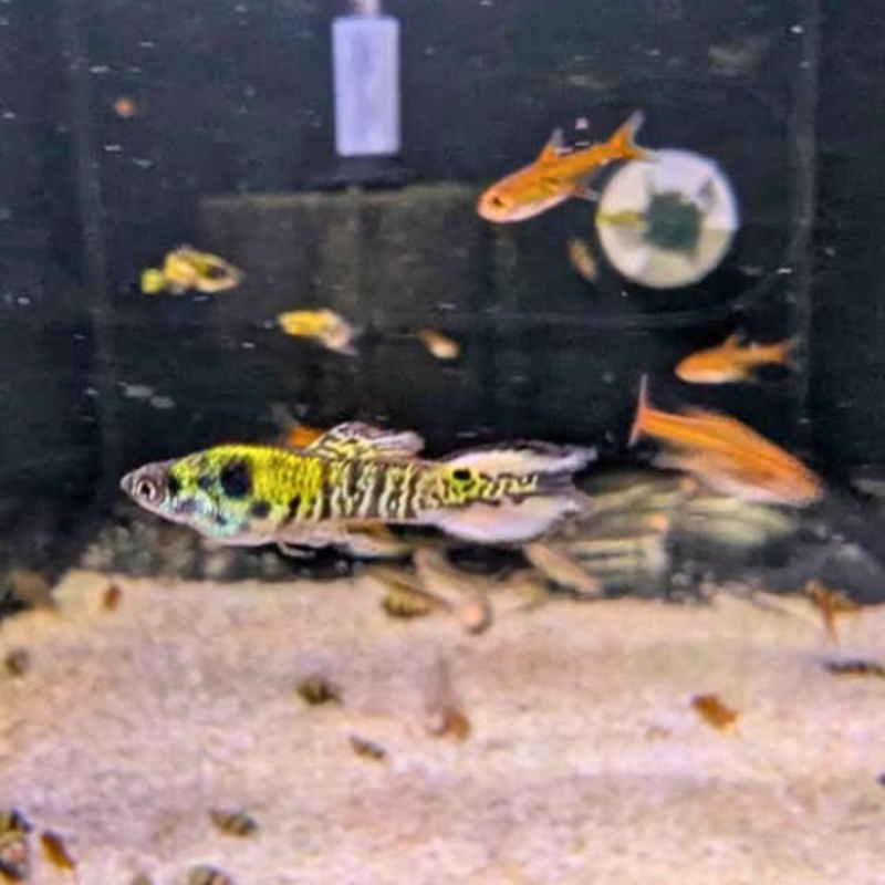 Wingei Tiger Endler Male 2-3cm