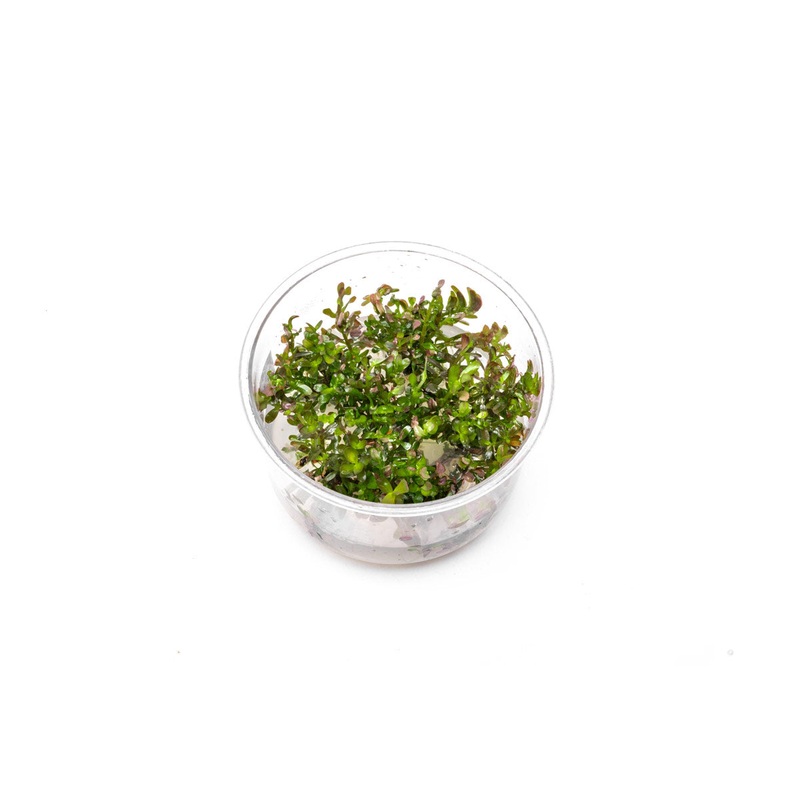 Rotala Rotundifolia Blood Red UNS Tissue Culture