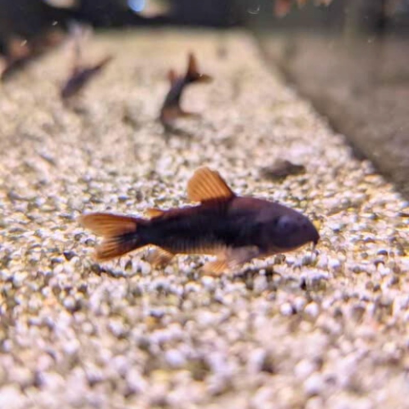 Venezuelan Black Cory 1.5 – 2 cm