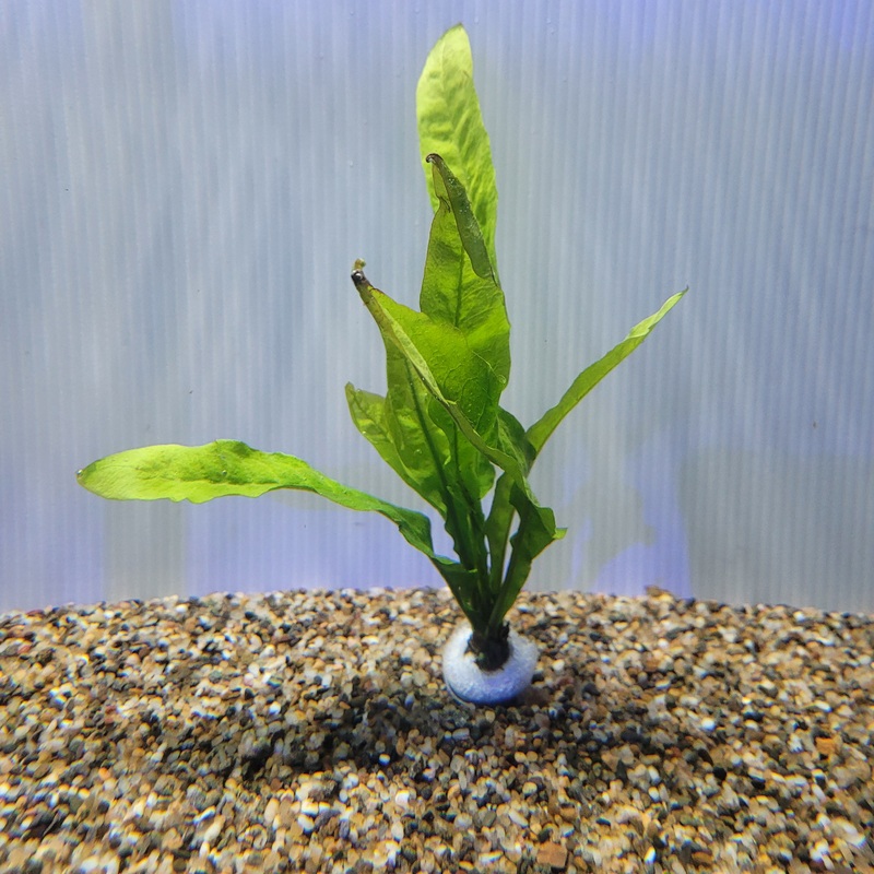 Bunch Plant – Microsorum pteropus