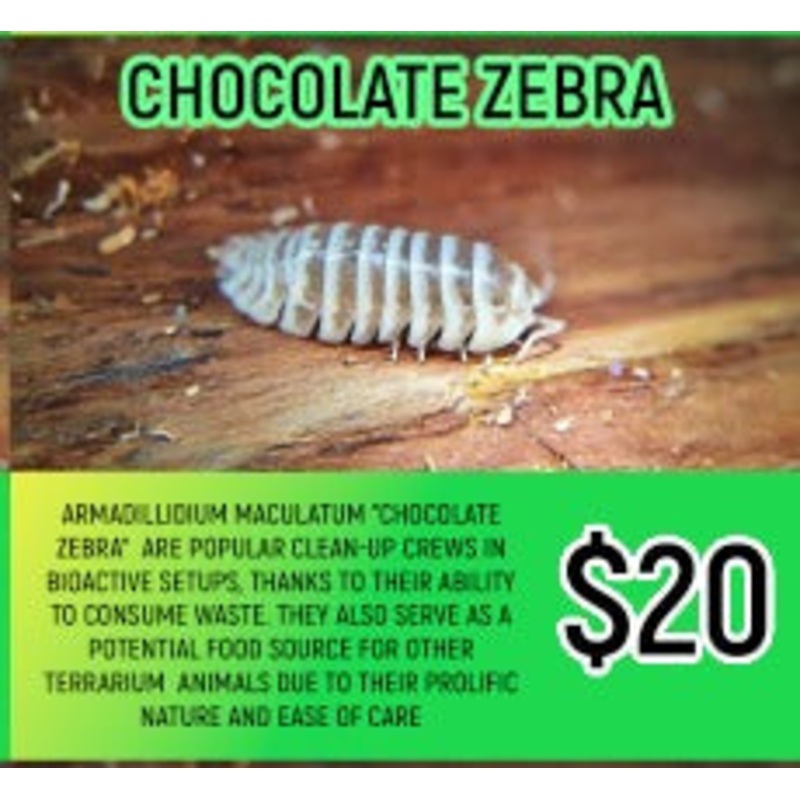 Chocolate Zebra Isopods (5-7PC)