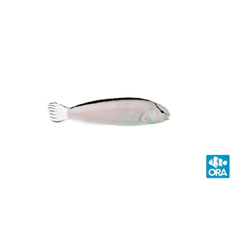 ORA Smith’s Blenny