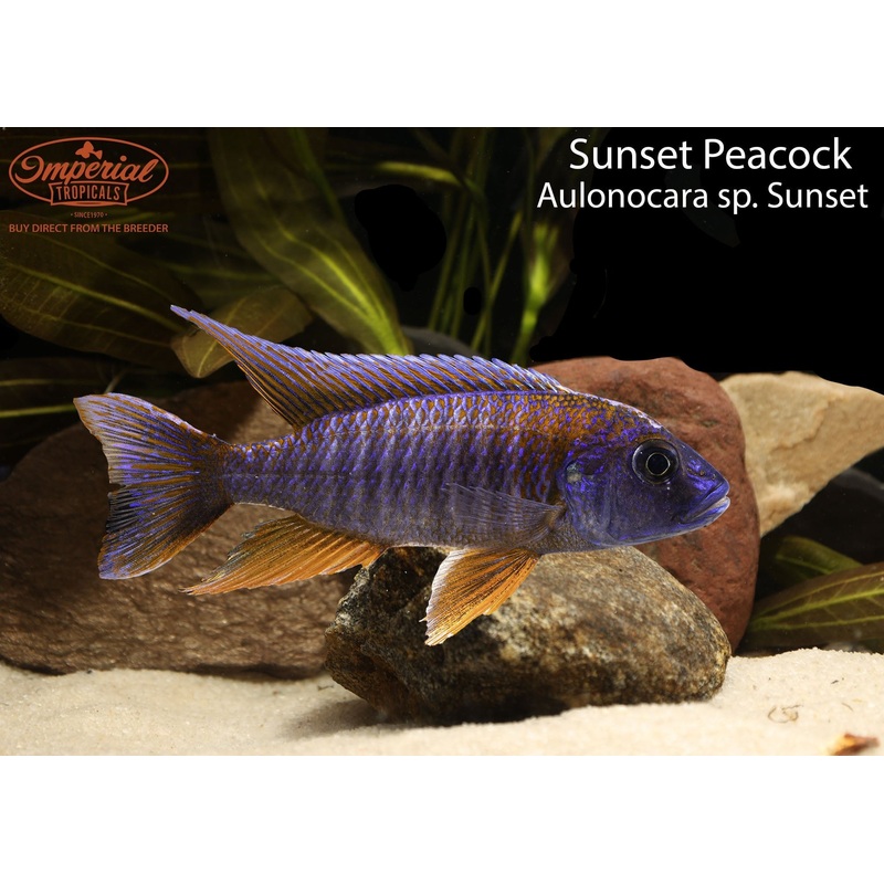 Sunset Peacock 1-2″ Unsexed