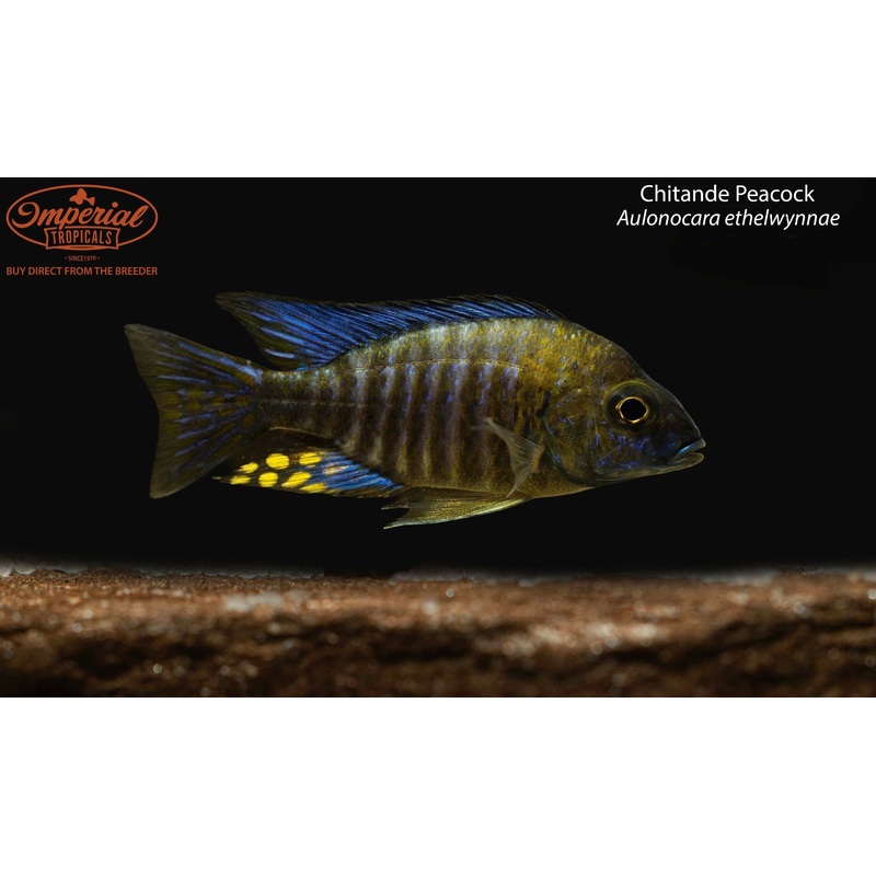 Chitande Peacock 1-2″ Unsexed