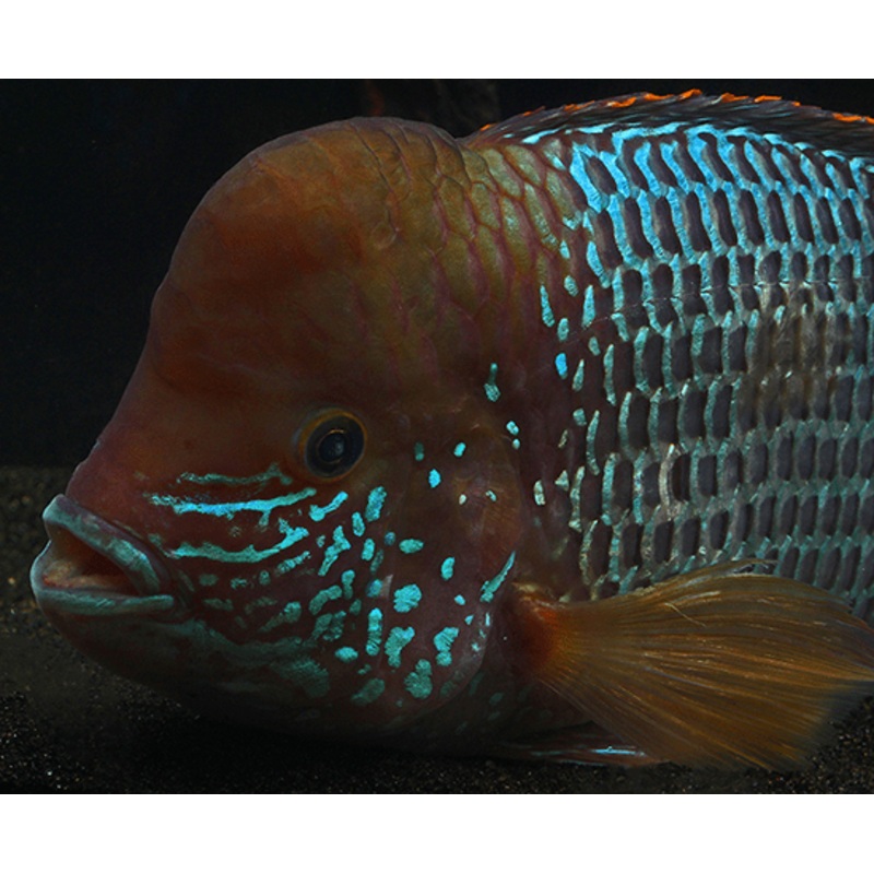 Green Terror 1-2 Unsexed