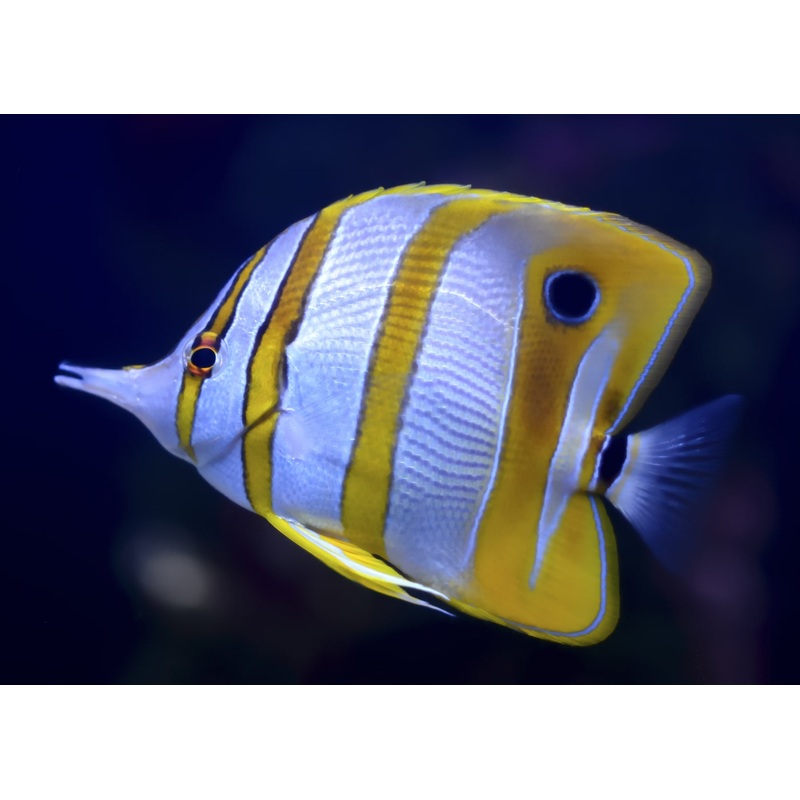 Butterfly – Copperband 8-10cm