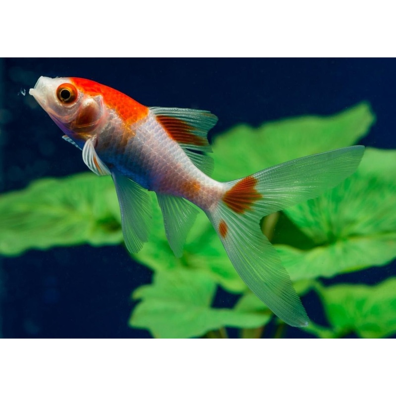 Comet Red And White 5-7cm