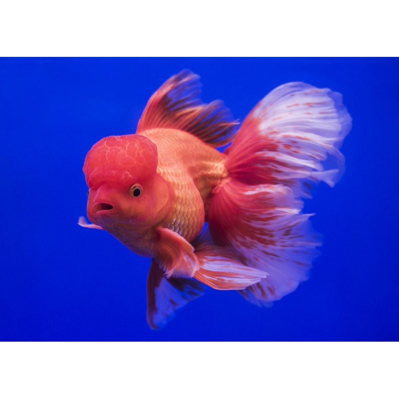 Oranda – Assorted Fancy 10-15cm