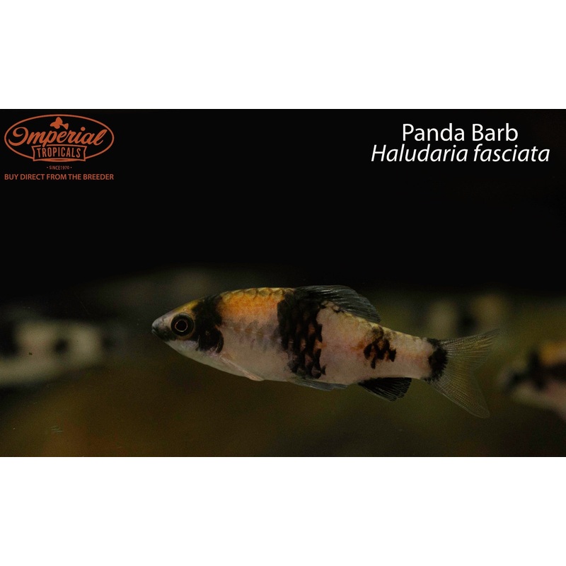 Panda Barb 1-2″ Unsexed