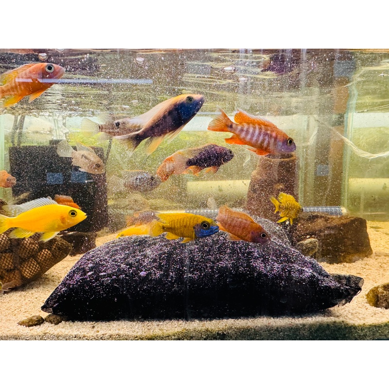 Active Carbon – Remove Toxics – Odours Control 500gr Filter Bag Active Carbon ( up to 150 liter )