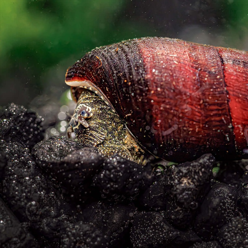 Blue Rabbit Snails Imported 1 Snail