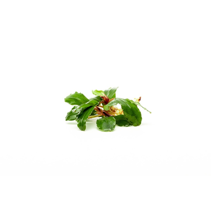 Bucephalandra Red Cherry Plant (6-10 Leaves)