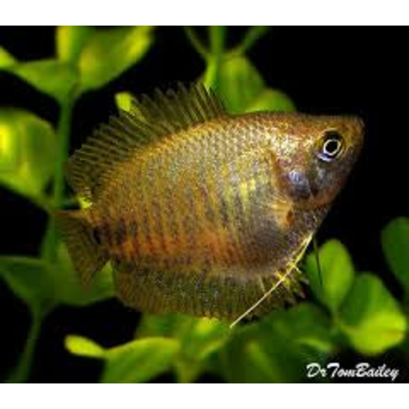 Dwarf Female Gourami – Trichogaster Lalius 1 gourami