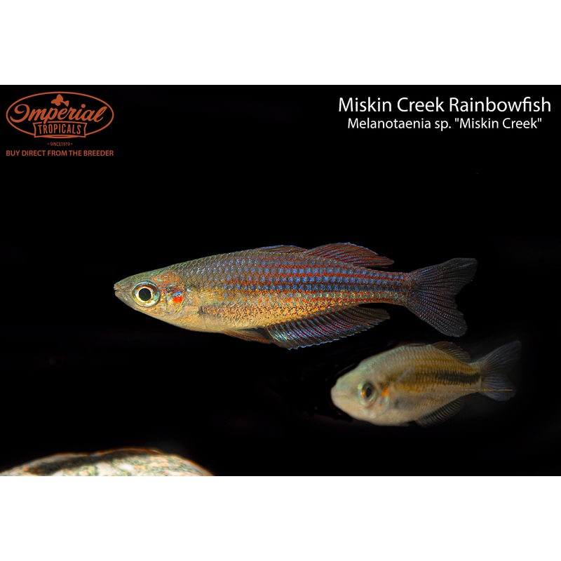 Miskin Creek Rainbowfish 2-3″ Unsexed