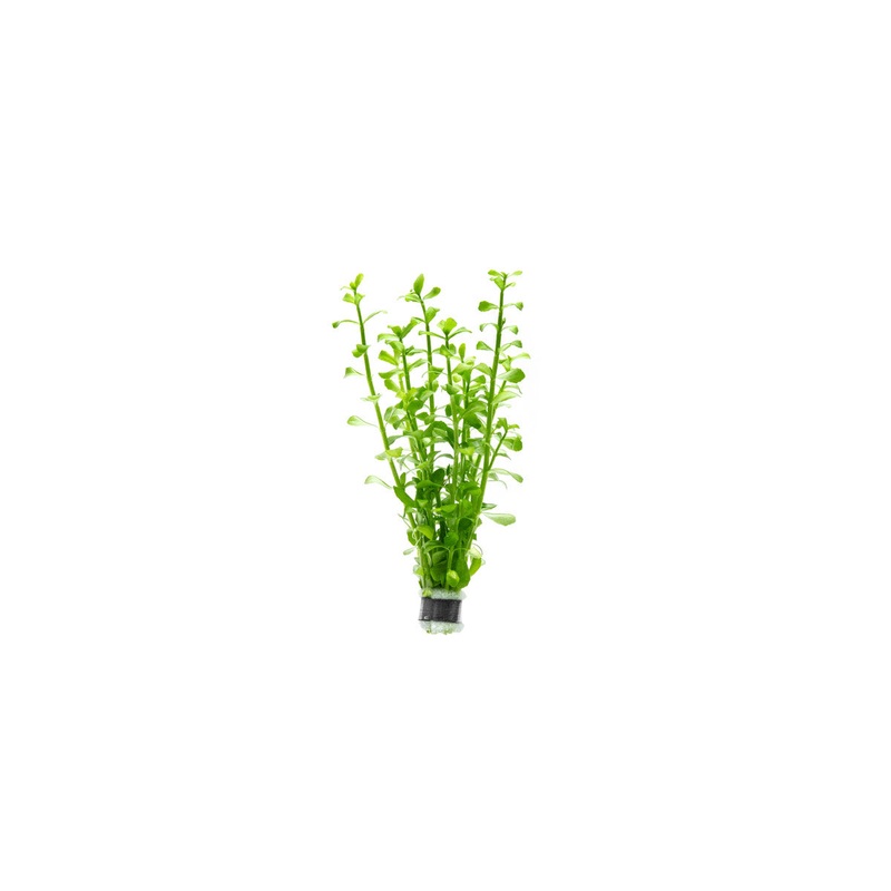 Bacopa Monnieri Lead Bunch