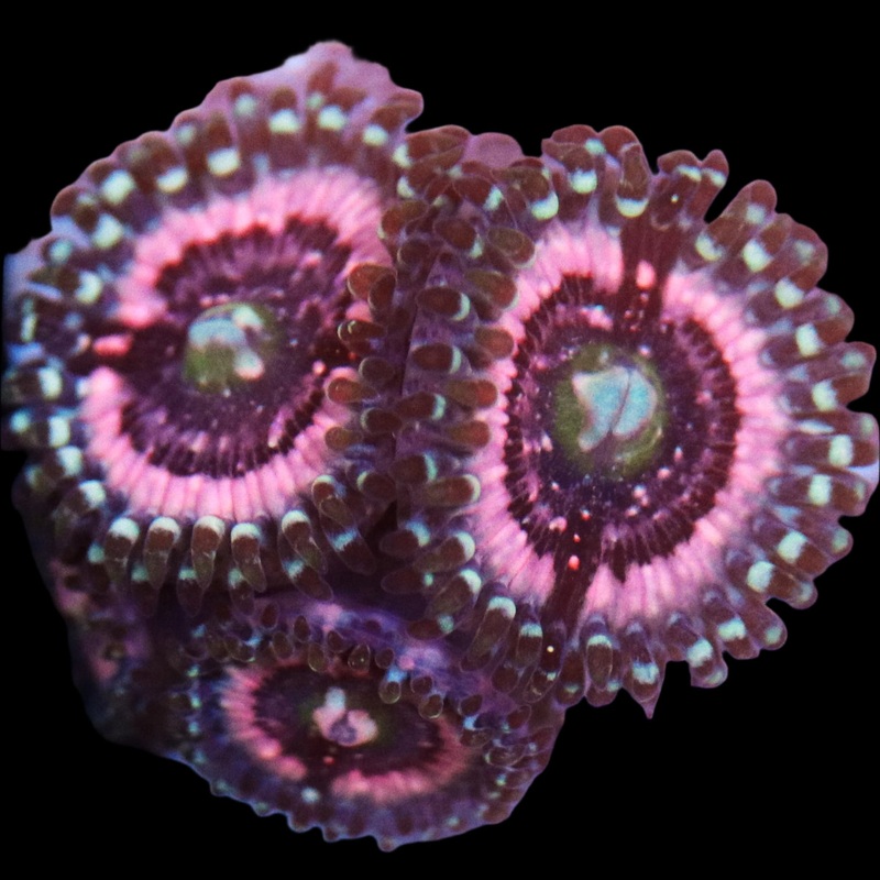 Biota Pink Zipper Zoa