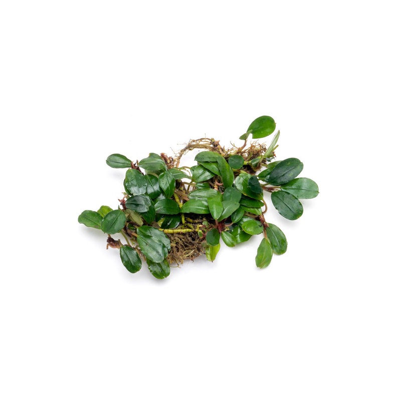 Bucephalandra Brownie Athena Plant (10+ Leaves)