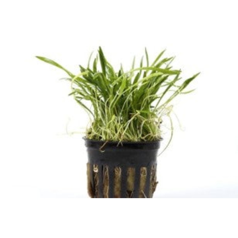Narrowleaf Micro Sword Potted