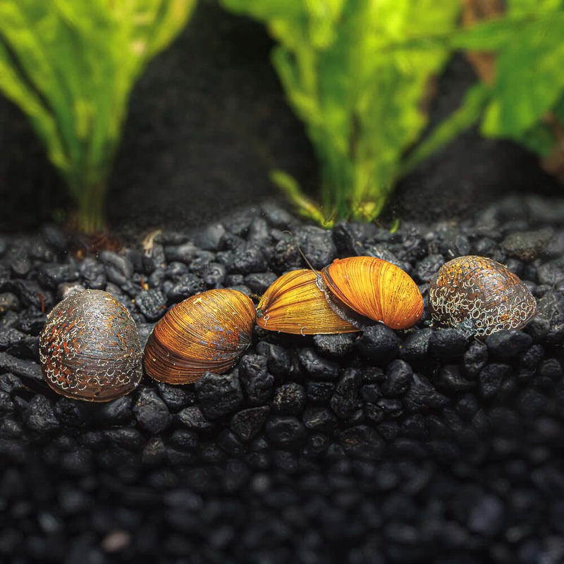 3 Black Military Helmet Nerite Snails 3 Pack