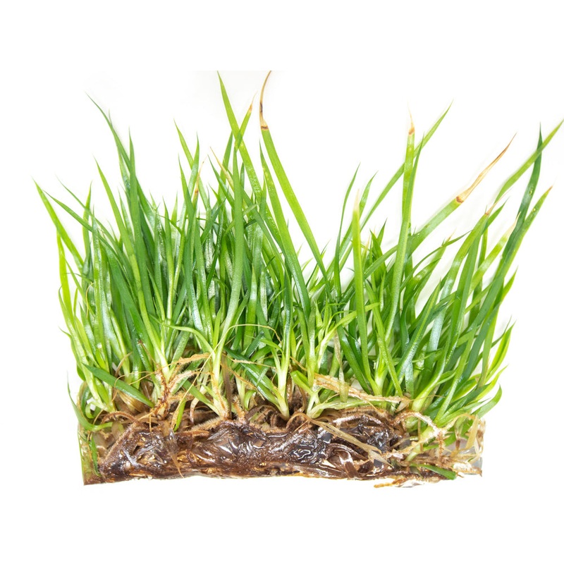 Neoregalia Bromeliad sp. Hybrid Tissue Culture 1 Tissue Culture