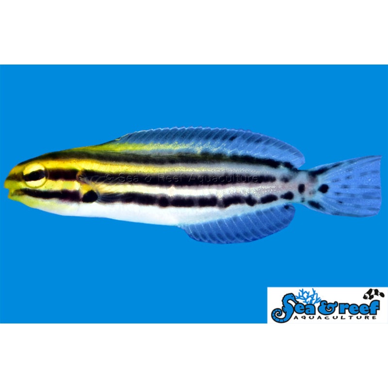 Blenny – Grammistes Striped T.R.