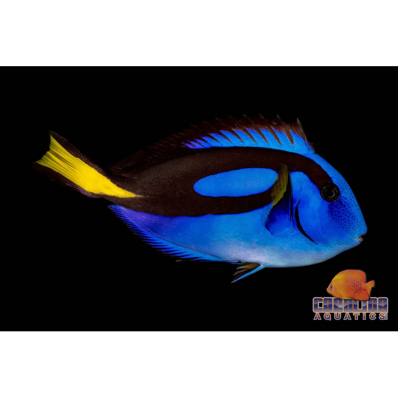 Tang – Blue Hippo XL 6+