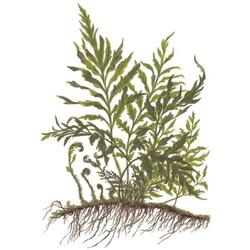 Tropica Potted Bolbitis heudelotii