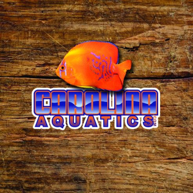 African – Tropheus Gold Firecracker Moliro 1in