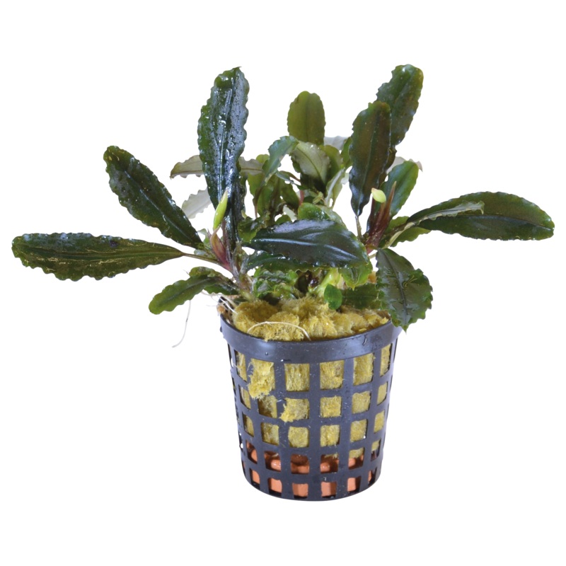 Bucephalandra Lamandau 5cm Pot