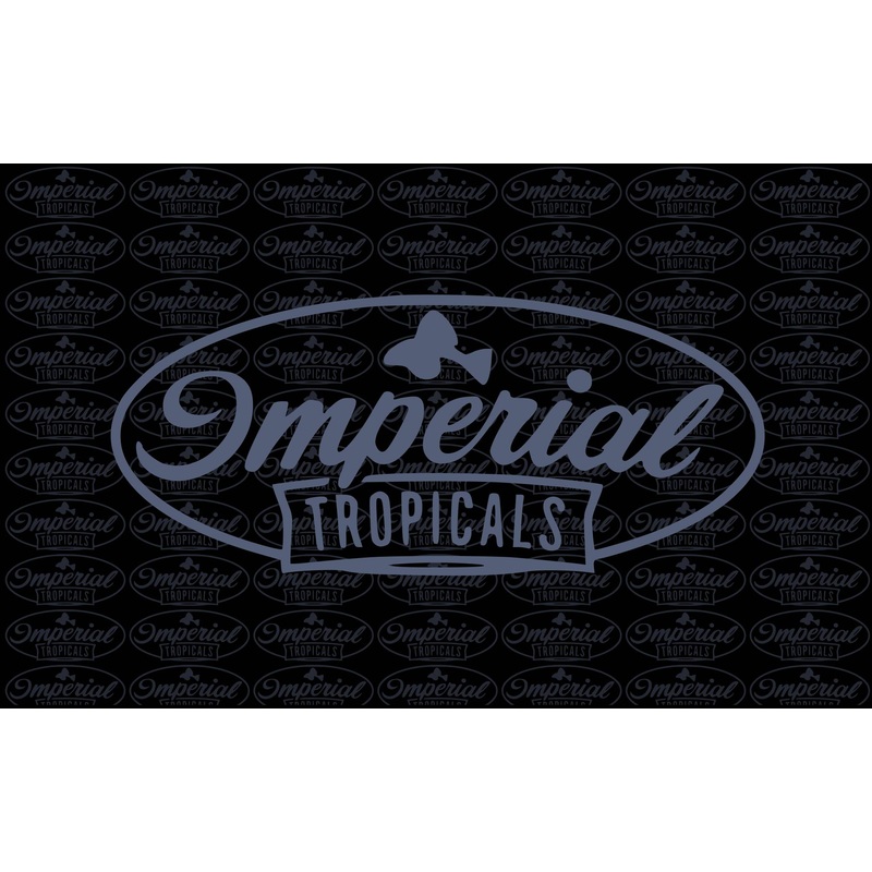 Loreto Hoplisoma (3 Pack) 1-2″ Unsexed