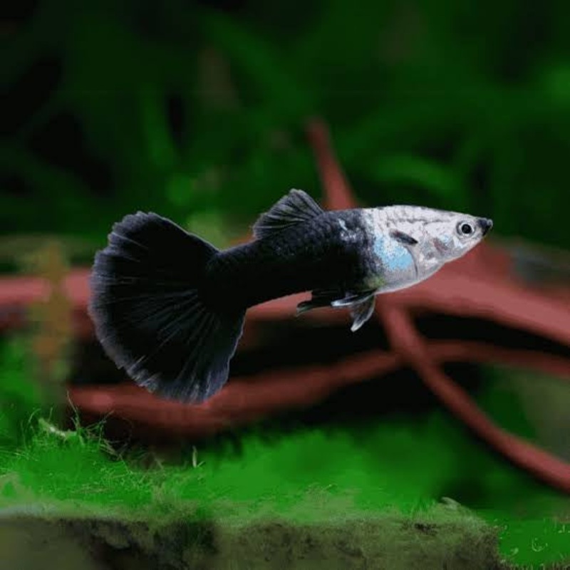 Black Guppy 1 male